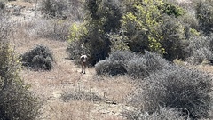 Raphicerus campestris campestris