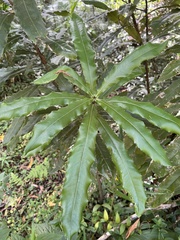 Macadamia tetraphylla