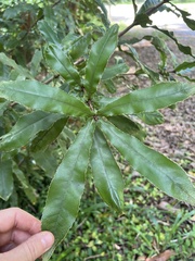 Macadamia tetraphylla