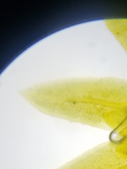 Fissidens dubius