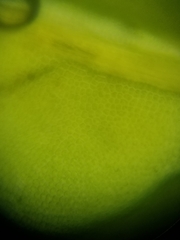 Fissidens dubius