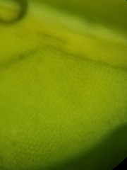 Fissidens dubius