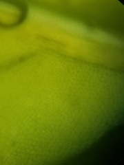 Fissidens dubius