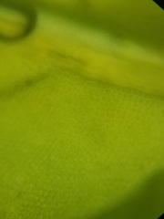 Fissidens dubius