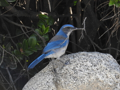 Aphelocoma californica