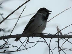 Passer domesticus