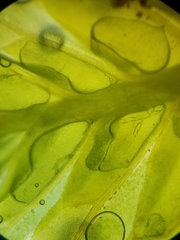 Fissidens dubius