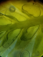 Fissidens dubius