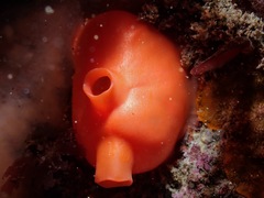 Cnemidocarpa finmarkiensis