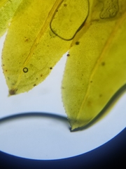 Fissidens dubius