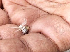 Thomisus citrinellus