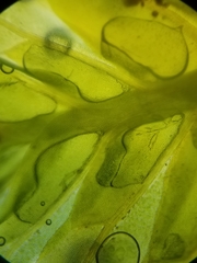 Fissidens dubius