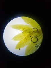 Fissidens dubius