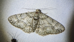 Cleora sublunaria