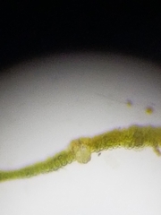 Fissidens dubius