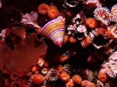 Calliostoma annulatum