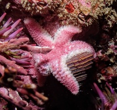 Leptasterias hexactis