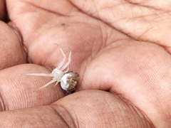 Thomisus citrinellus