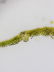 Fissidens dubius