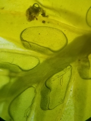 Fissidens dubius