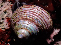 Calliostoma