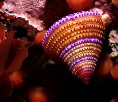 Calliostoma annulatum