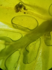 Fissidens dubius