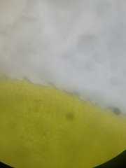 Fissidens dubius