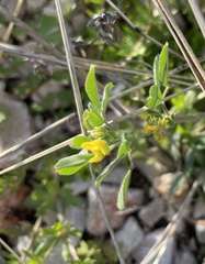 Medicago polymorpha