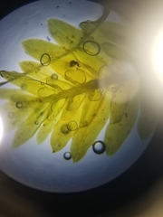 Fissidens dubius