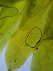 Fissidens dubius