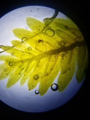 Fissidens dubius