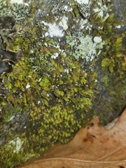 Fissidens dubius