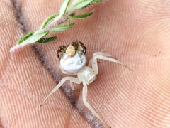 Thomisus citrinellus