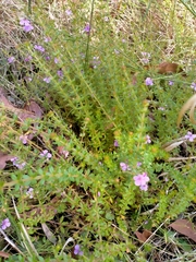 Tetratheca thymifolia