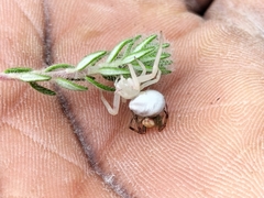 Thomisus citrinellus