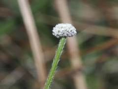 Lachnocaulon
