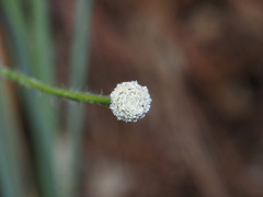 Lachnocaulon