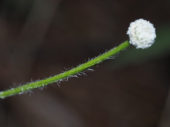 Lachnocaulon