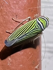 Tylozygus bifidus