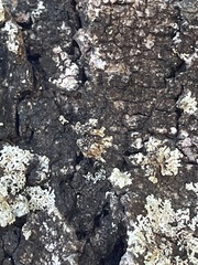 Pseudomyrmex oculatus