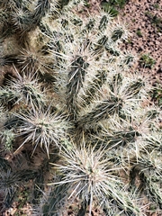 Cylindropuntia echinocarpa