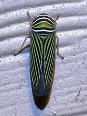 Tylozygus bifidus