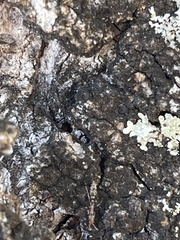 Pseudomyrmex oculatus