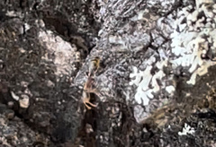 Pseudomyrmex oculatus