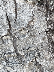 Pseudomyrmex oculatus