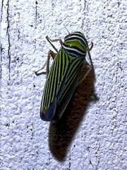 Tylozygus bifidus