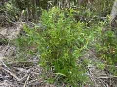 Billardiera heterophylla