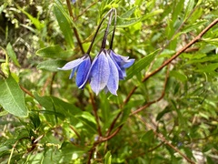 Billardiera heterophylla
