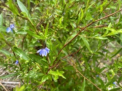 Billardiera heterophylla